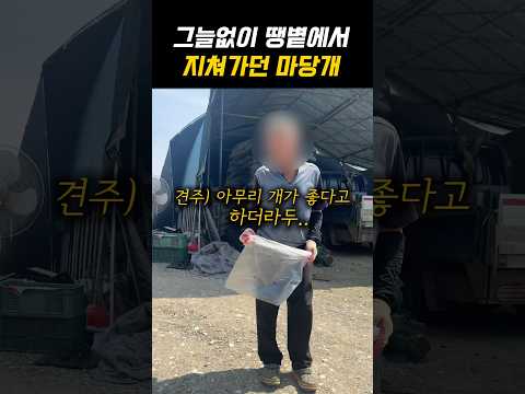 그늘이 없던 마당개의 변화 thumbnail