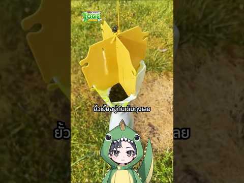กับดักแมลงนูนญี่ปุ่น | TOGE トゲ thumbnail