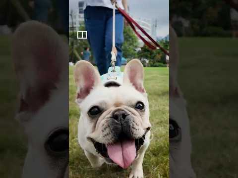 Are Hongkongers ready to share tables with dogs? thumbnail