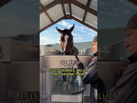 From equine sport to equine spa ??‍♂️ thumbnail