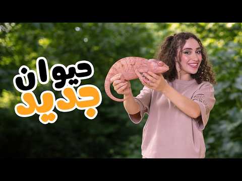 ما توقعت يكون حيواننا الجديد… حرباية 😳🦎 thumbnail