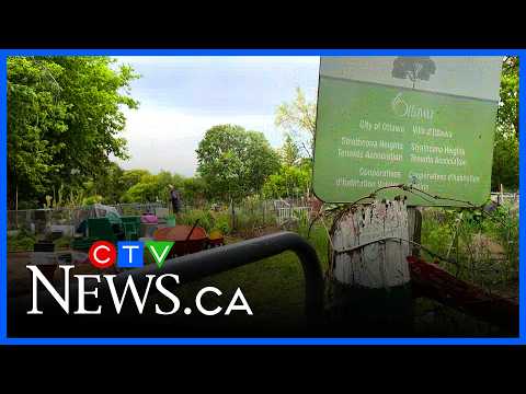 Ottawa community garden closes abruptly as season gets underway thumbnail