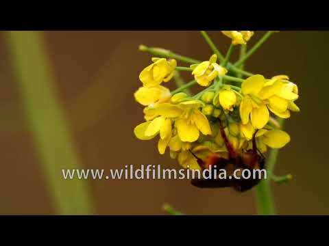 Bumblebee feeding on yellow mustard flowers in macro close-up thumbnail