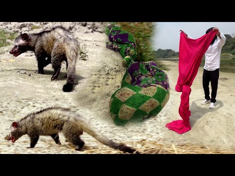 देखिए कैसे जंगल में आजाद किया गया नर मादा जानवर को! Male female Animal Release into the forest area thumbnail