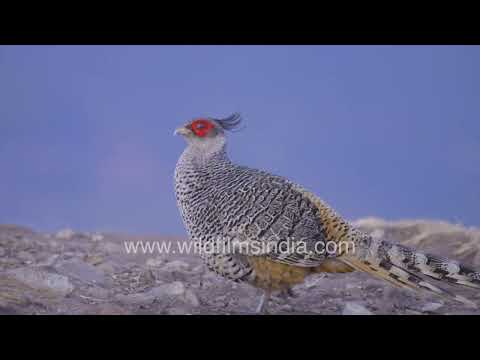 Cheer Pheasant looks fabulous with warm evening sun on Chaukhamba Himalayan range peak thumbnail