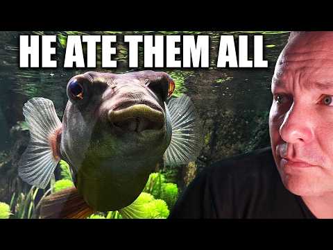 What happened when i added a PREDATOR FISH to my 700 gallon community aquarium - the king of DIY thumbnail