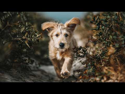 Indoor Dog TV Virtual Walks Exploring Scenic Nature Trails thumbnail