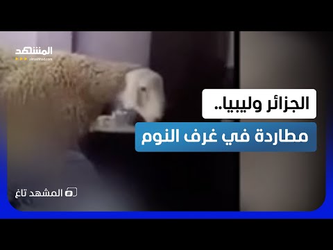 خروف يواجه نفسه بالمرآة .. أغرب حوادث أضاحي العيد في الجزائر وليبيا!  - المشهد تاغ thumbnail
