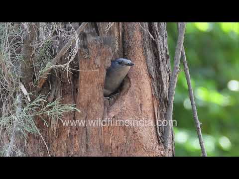 Female Oriental Magpie-Robin guarding a tree hollow thumbnail