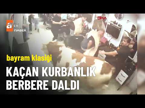 Firari kurbanlıklar yine sahnede - atv Ana Haber 27 Mayıs 2026 thumbnail