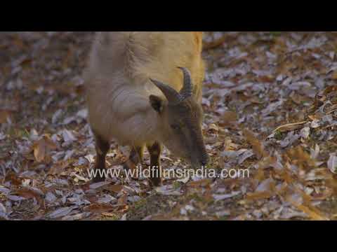 Himalayan Tahr grazing on a forest slope in the Indian Himalayas thumbnail