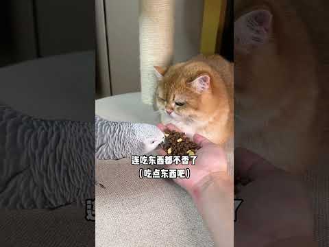 被鹦鹉养大的猫有多卑微！#鹦鹉说话#鹦鹉和猫和谐相处 thumbnail
