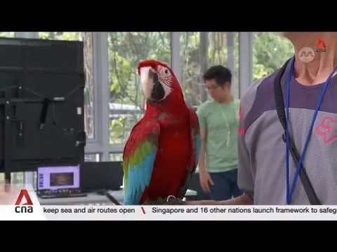 AVS advises against free-flying parrots outdoors due to safety concerns thumbnail