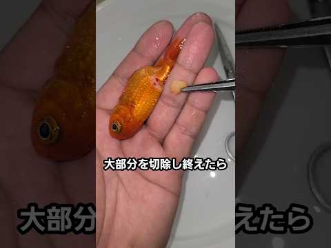金魚の手術を開始します thumbnail