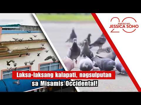 Laksa-laksang kalapati, nagsulputan sa Misamis Occidental! | Kapuso Mo, Jessica Soho thumbnail