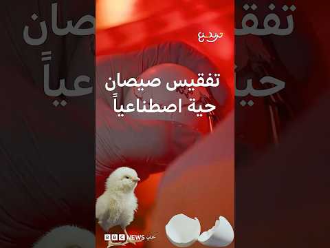 صيصان من بيضة اصطناعية.. تقنية جديدة تسمح بنمو الأجنة خارج البيضة الطبيعية thumbnail