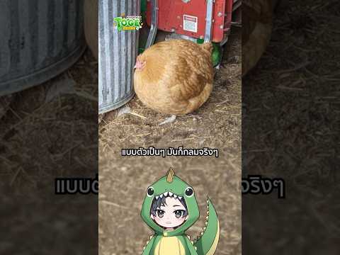 Meme ไก่กลม คือ ไก่อะไร | TOGE トゲ thumbnail