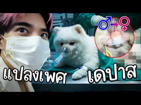 จับหมาแปลงเพศ thumbnail