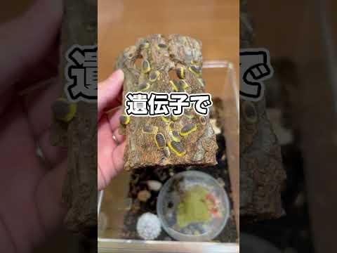 ペットのダンゴムシが絶滅の危機です… thumbnail