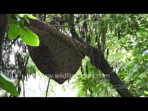 Giant Rock Bee hive in Delhi thumbnail