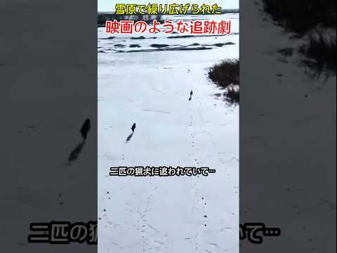 雪原で繰り広げられた映画のような追跡劇 thumbnail