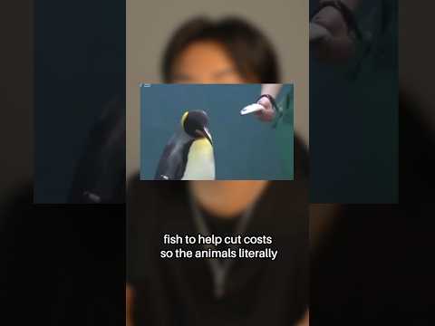 The Penguins Went On Strike ? thumbnail
