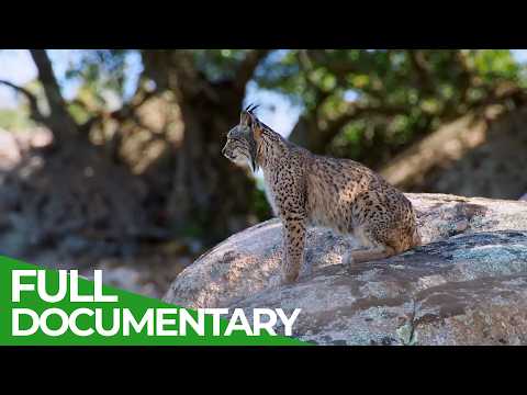 Iberia - Where Spain's Untamed Nature Rules | Free Documentary Nature thumbnail