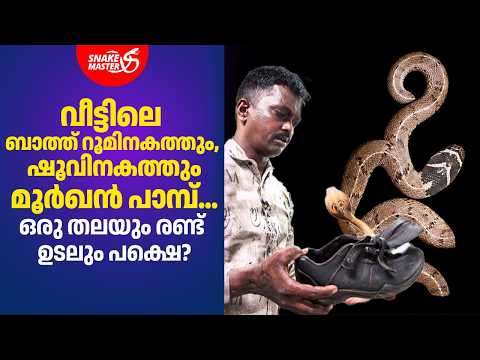 ഷൂവിനകത്ത് മൂർഖൻ, അപകടം ഒഴിവായി | Cobra inside Shoe | Snakemaster EP 1187 thumbnail