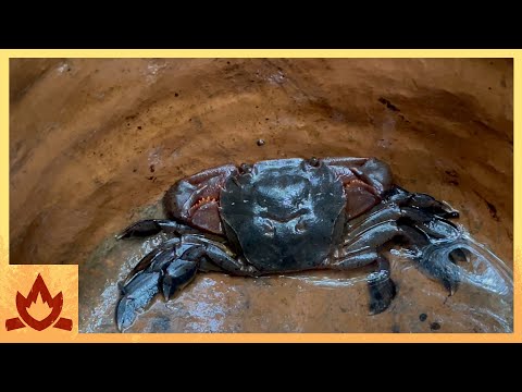 Primitive Technology: Crab and Fish Trap thumbnail