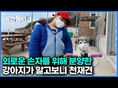 ‘진짜 사람보다 낫다' 섬에 또래 친구 없는 손자를 위해, 분양 받은 강아지가 역대급 천채견이면 생기는 일 ｜한국기행｜#골라듄다큐 thumbnail