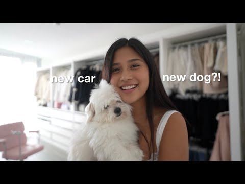 Living alone • adulting q&a, new car, & adopting a dog?! thumbnail