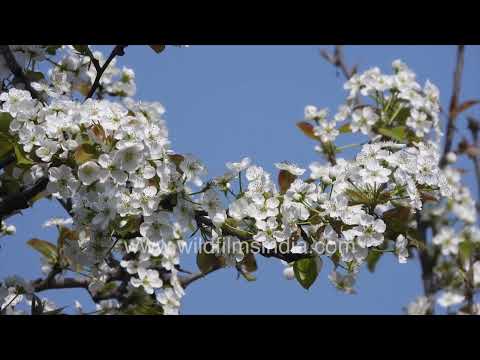 White Pear blossoms blooming against clear spring blue sky thumbnail