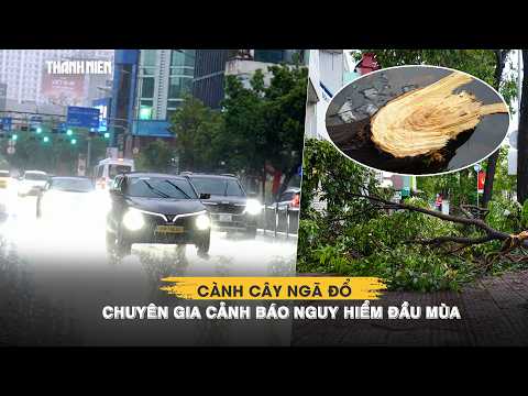TP.HCM mưa lớn 2 ngày liên tiếp: Cành cây ngã đổ, chuyên gia cảnh báo nguy hiểm đầu mùa thumbnail