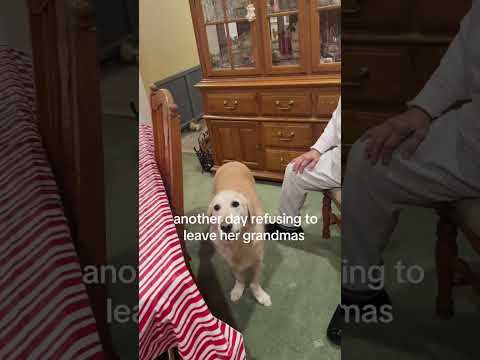 Grandma’s spoiling their Dogs thumbnail