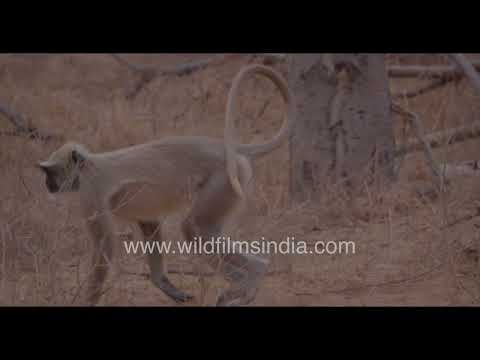 Gray Langurs perched in a tree at Jhalana Maharashtra thumbnail