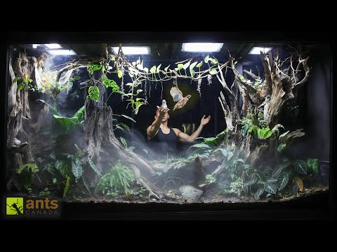I Added BIRDS Into My Giant Rainforest Vivarium thumbnail