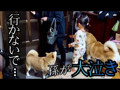 ２歳孫がばあちゃんに「行かないで！」と大泣。大興奮＆大歓迎の帰宅 thumbnail