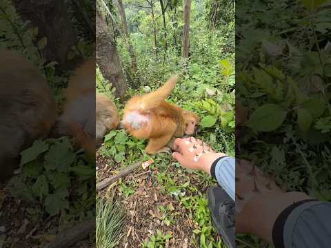 Careful Monkey Hero Rescues Like a Pro 🐒❤️ | Cute Monkey Daily Life thumbnail