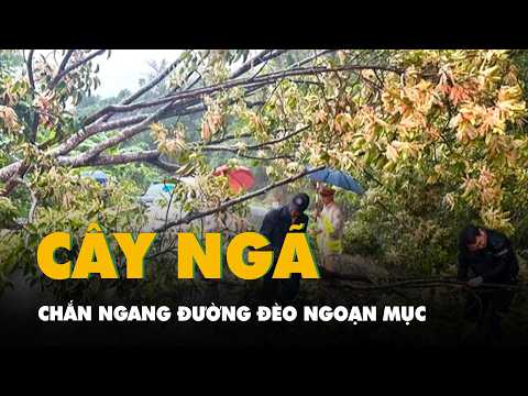Mưa lớn, cây ngã chắn ngang đường đèo Ngoạn Mục thumbnail