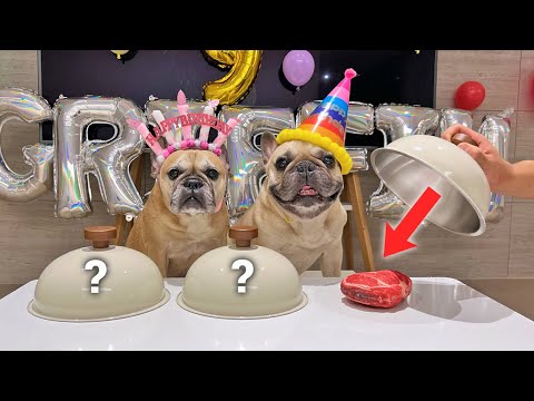 How To Celebrate A French Bulldog's 63rd BIRTHDAY thumbnail