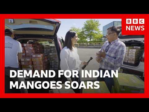 Demand for Indian mangoes soar as cargo fees rise | BBC News thumbnail