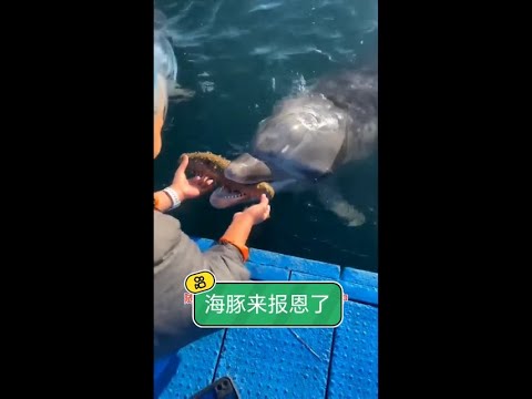 兩年前一次善意的救贖，竟換來跨越千里的奇蹟重逢：海豚用一生守候，回報那份溫暖的恩情。 thumbnail