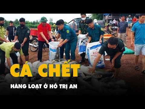 Cá nuôi lồng bè ở hồ Trị An nổi đầu, ngửa bụng, bước đầu thiệt hại hơn 150 tấn thumbnail