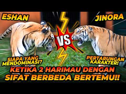 PERTARUNGAN 2 KARAKTER YANG BERAKHIR MANIS! CERITA PERJUANGAN KONSERVASI HARIMAU BENGGALA! thumbnail
