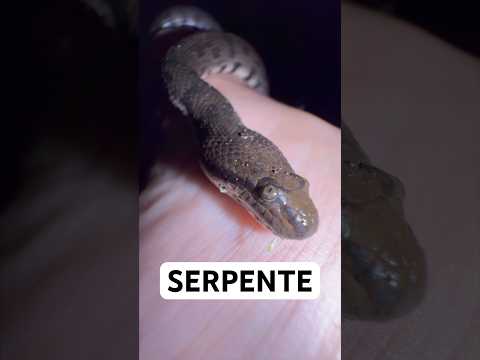 CHI POPOLA QUESTA PALUDE?? #animali #srilanka #serpenti #massele thumbnail