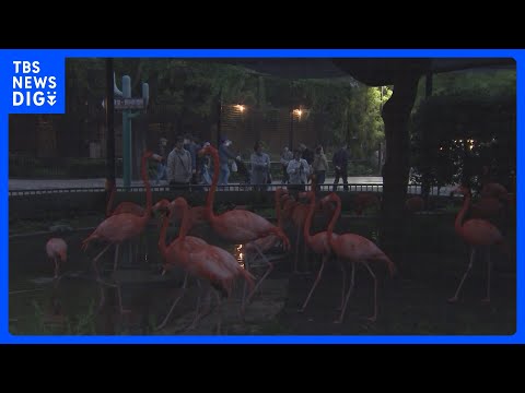 15年ぶり“パンダ不在”の上野動物園で「夜のどうぶつえん」開催　夜のハシビロコウの姿は… 東京都が新たな魅力発信に注力｜TBS NEWS DIG thumbnail