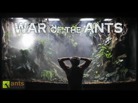 The Start of an ANT WAR in My Giant Rainforest Vivarium thumbnail