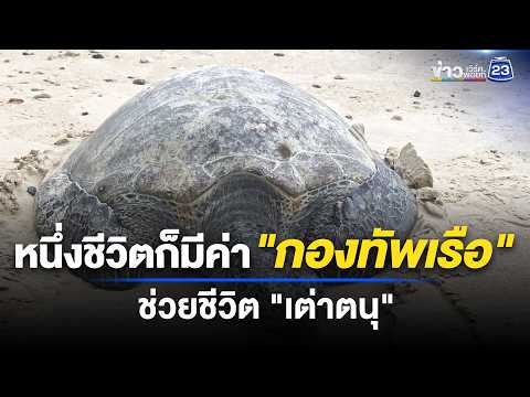 หนึ่งชีวิตก็มีค่า "กองทัพเรือ" ช่วยชีวิต "เต่าตนุ" thumbnail