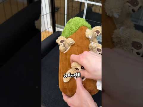 بناء أغرب بيت مصغر لجرو صغير! ?✨ thumbnail