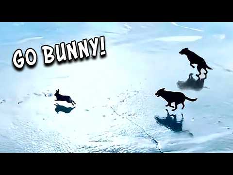 Bunny vs Dogs in Snow - Ozzy Man Reviews thumbnail